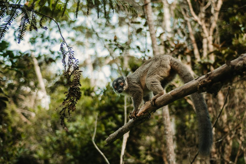 parcs nationaux à Madagascar