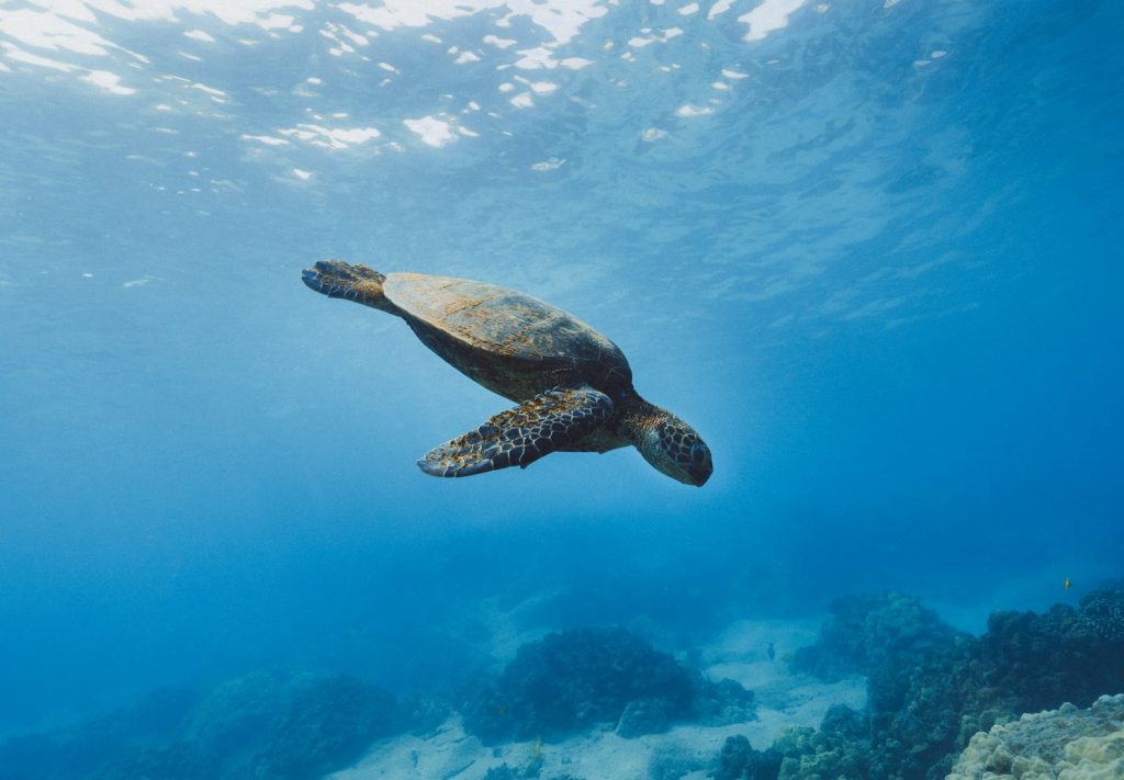 tortues de mer de Madagascar