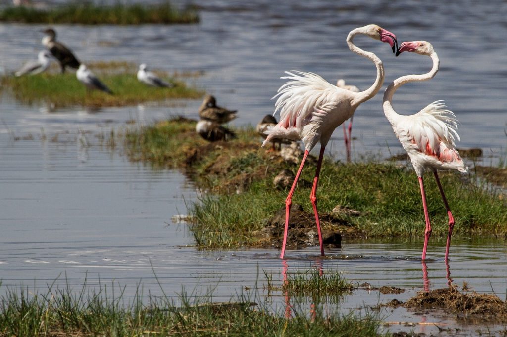 Lac Nakuru au Kenya